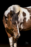 GreatReturnsStables101225_7400-2
