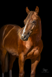 GreatReturnsStables101225_7486