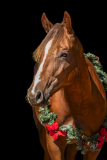 GreatReturnsStables101225_7554
