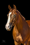 GreatReturnsStables101225_7771-2