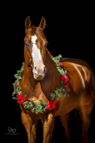 GreatReturnsStables101225_7901