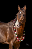 GreatReturnsStables101225_7983