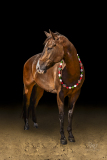GreatReturnsStables101225_8007