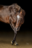 GreatReturnsStables101225_8066