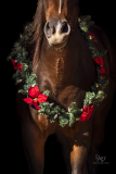GreatReturnsStables101225_8163