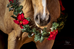 GreatReturnsStables101225_8280