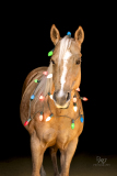 GreatReturnsStables101225_8387